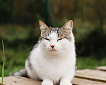 Кошки в Москве: Самая уютная кошка Девочка, Бесплатно - фото 2
