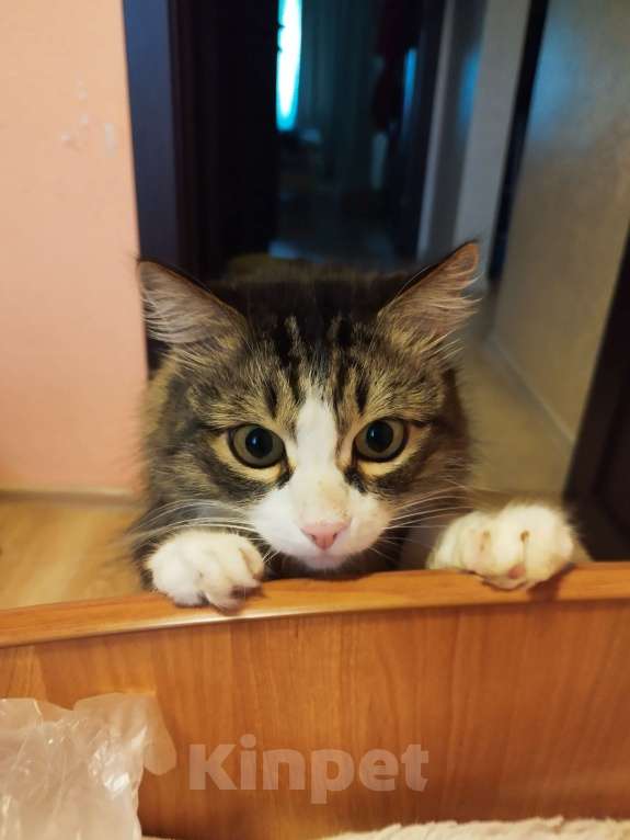 Кошки в Красноярске: ПОТЕРЯЛСЯ КОТ Мальчик, 10 000 руб. - фото 3