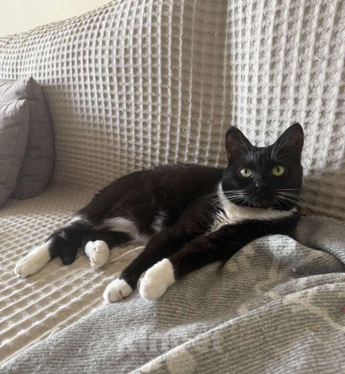 Кошки в Москве: Кошечка Мила ищет дом Девочка, Бесплатно - фото 3