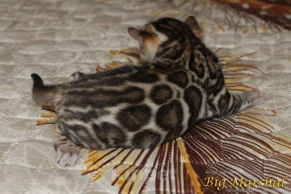Кошки в Москве: Бенгальский мальчик Мальчик, Бесплатно - фото 6