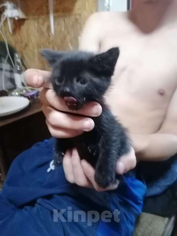 Кошки в Москве: Маленькие котята (2 мес.) в добрые руки Мальчик, Бесплатно - фото 1