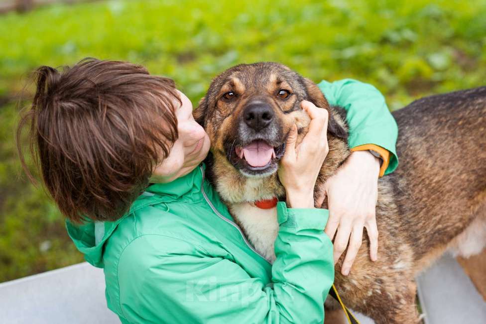 Собаки в Москве: Спокойный, миролюбивый мальчик ищет семью. Собака-компаньон Мальчик, Бесплатно - фото 3