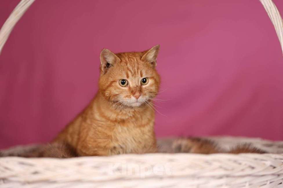 Кошки в Москве: Хотите личного кота-мема? Мальчик, Бесплатно - фото 9