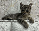 Кошки в Сочи: Котенок в добрые руки Мальчик, Бесплатно - фото 4