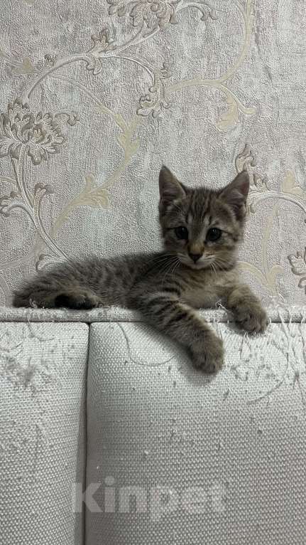 Кошки в Сочи: Котенок в добрые руки Мальчик, Бесплатно - фото 4