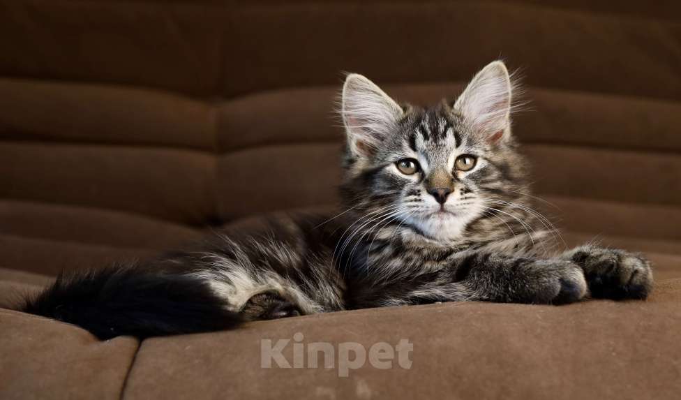 Кошки в Москве: Сибирский котенок Девочка, 98 000 руб. - фото 4