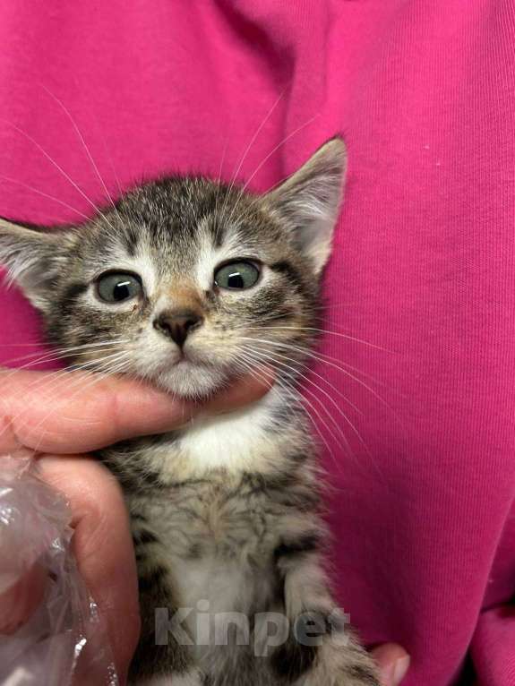 Кошки в Санкт-Петербурге: Малыш 1,5 мес Мальчик, Бесплатно - фото 5