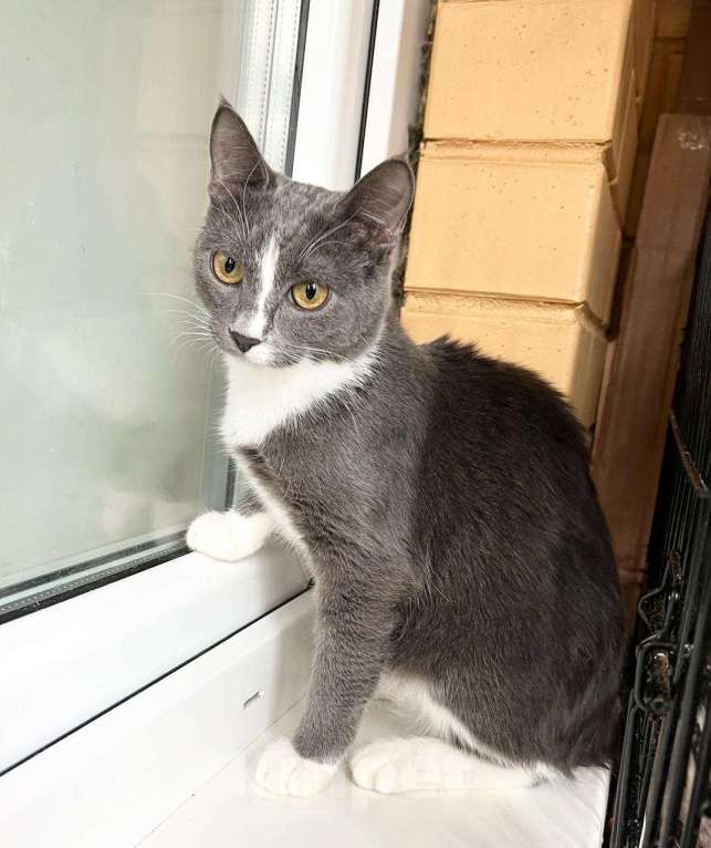 Кошки в Москве: Грациозная кошечка Мусико в добрые руки Девочка, Бесплатно - фото 4