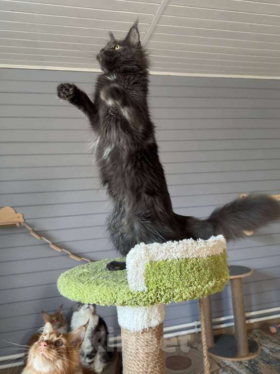 Кошки в Москве: Мейн-кун котёнок Девочка, 35 000 руб. - фото 2