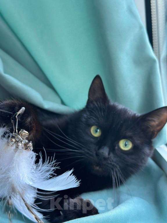 Кошки в Москве: Кошка Багира ищет дом Девочка, Бесплатно - фото 5