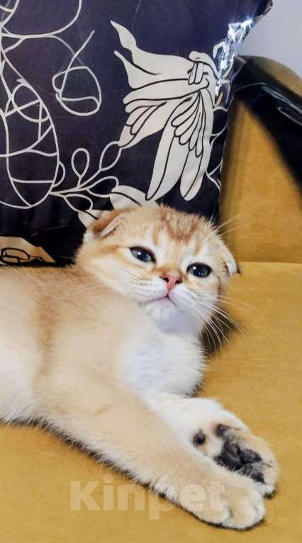 Кошки в Санкт-Петербурге: Шотландские котята Мальчик, 25 000 руб. - фото 7