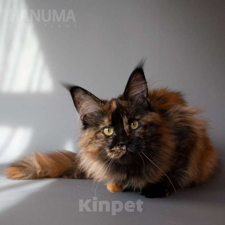 Кошки в других городах Воронежской области: Hanuma Dark Flame Девочка, Бесплатно - фото 1