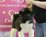 Собаки в Ангарске: Щенки Американской Акиты Девочка, 80 000 руб. - фото 1