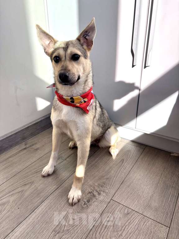 Собаки в Москве: маленькая собака в добрые руки Девочка, Бесплатно - фото 4