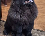 Собаки в Чебоксарах: Черный мальчик чау чау Мальчик, 70 000 руб. - фото 1