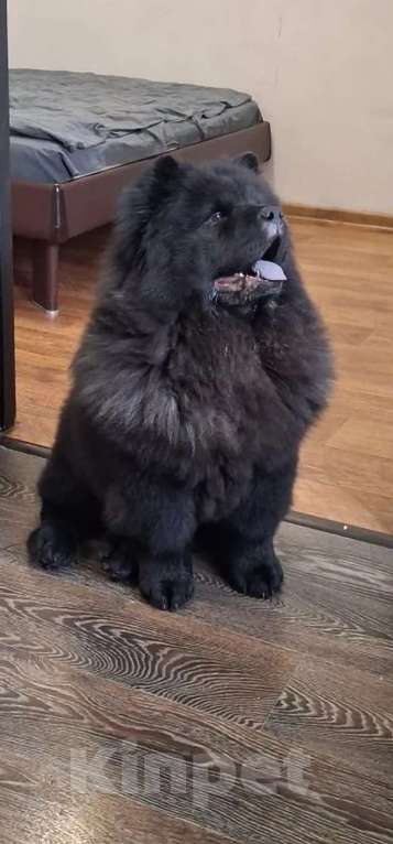 Собаки в Чебоксарах: Черный мальчик чау чау Мальчик, 70 000 руб. - фото 1