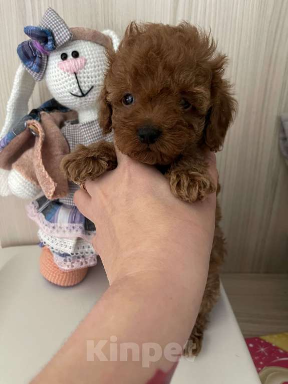 Собаки в Ижевске: Той пудель Тедди  Мальчик, 95 000 руб. - фото 3