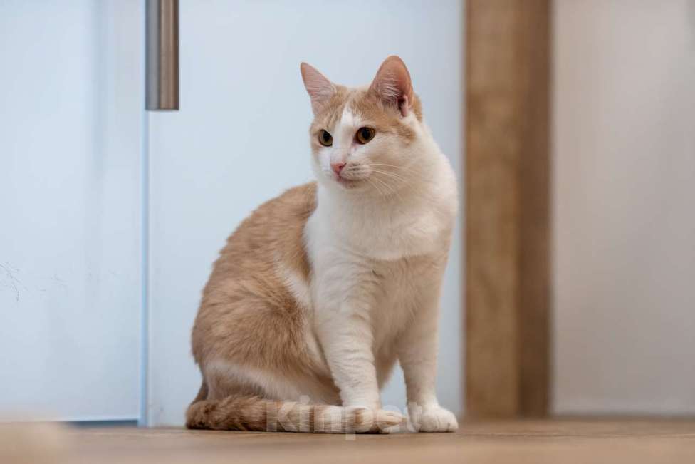 Кошки в Москве: Кошка Мистика в добрые руки Девочка, Бесплатно - фото 6