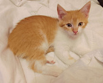 Кошки в Армавире: Котятки в добрые ручки 😻 Разнополые, Бесплатно - фото 1