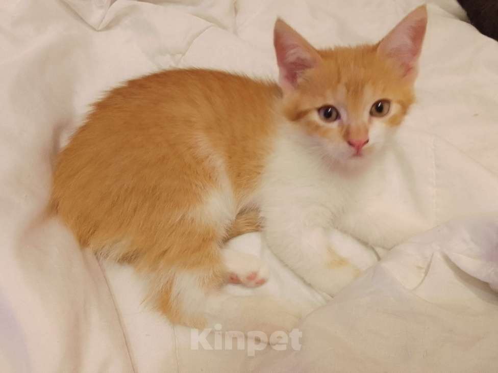 Кошки в Армавире: Котятки в добрые ручки 😻 Разнополые, Бесплатно - фото 1