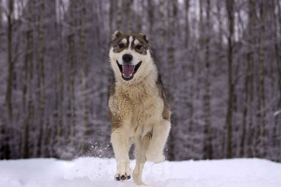 Собаки в Видном: щенок Криолан, 1 год Мальчик, Бесплатно - фото 7