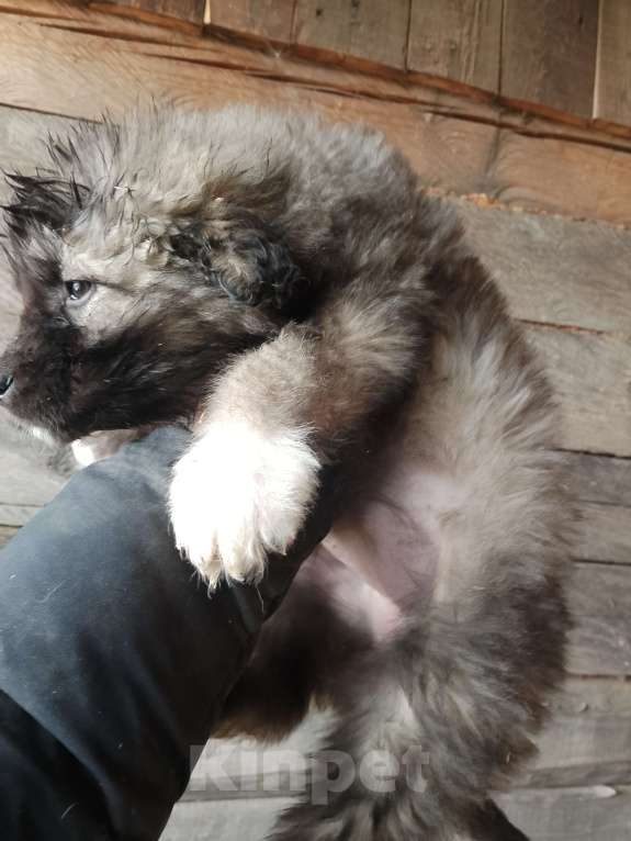 Собаки в Красноярске: Щенки кавказской овчарки Мальчик, 12 000 руб. - фото 5