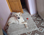 Собаки в Волгограде: СРОЧНО! Продам щенка лабрадора, 7 месяцев, поводок, шлейка, миски+подставка, лежанка и т.д. Мальчик, 10 000 руб. - фото 3