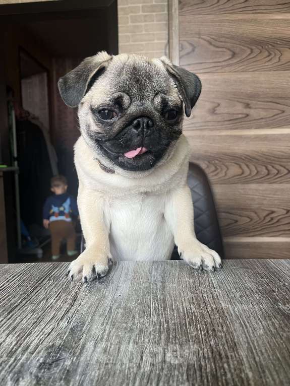 Собаки в Омске: Любящий Мопсик в любящую семью  Мальчик, 15 000 руб. - фото 6