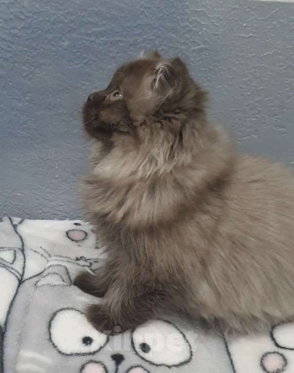 Кошки в Кирове: Британский длинношестный котенок Мальчик, 35 000 руб. - фото 5