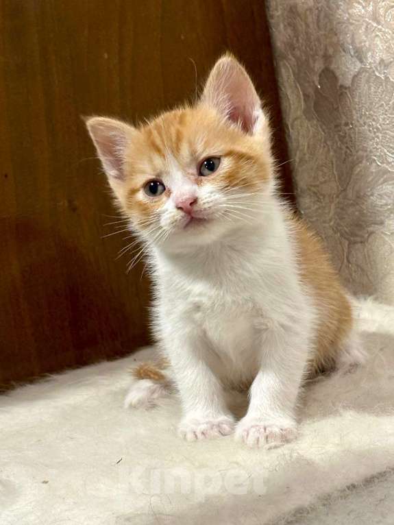 Кошки в Москве: Рыжие мальчишки. Котята 1,5 мес. в добрые руки. Мальчик, Бесплатно - фото 8