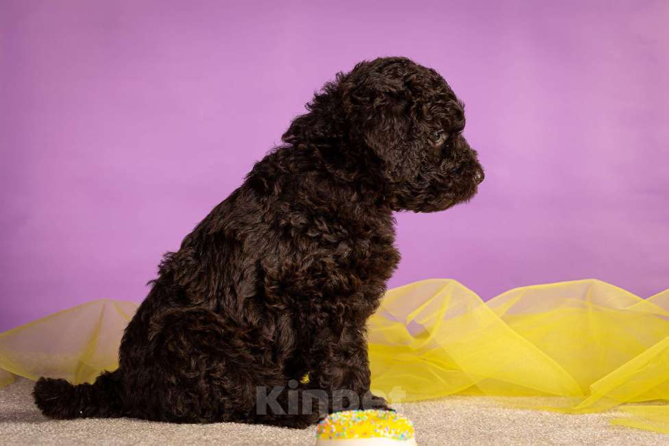 Собаки в Москве: ESMIRON Мальчик, 150 000 руб. - фото 7