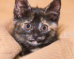 Кошки в Щекино: Котёнок девочка (черепашка) ищет хозяев  Девочка, 100 руб. - фото 3
