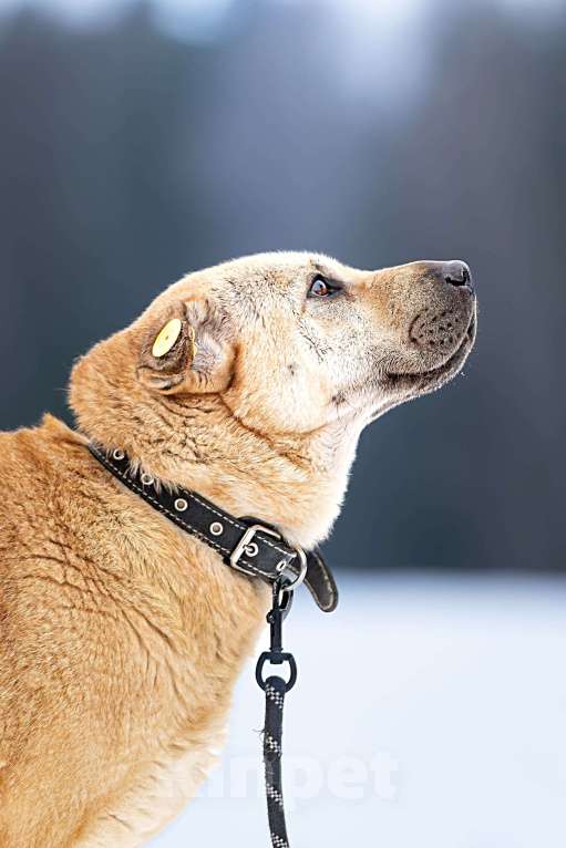 Собаки в Клине: Зоя — самостоятельная собачка Девочка, Бесплатно - фото 4