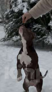 Собаки в других городах Московской области: Девочка покет  Девочка, 100 000 руб. - фото 3