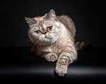 Кошки в Тюмени: Экзотические короткошерстные котята Экзоты Девочка, Бесплатно - фото 1