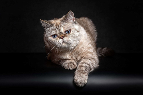 Экзотические короткошерстные котята Экзоты
