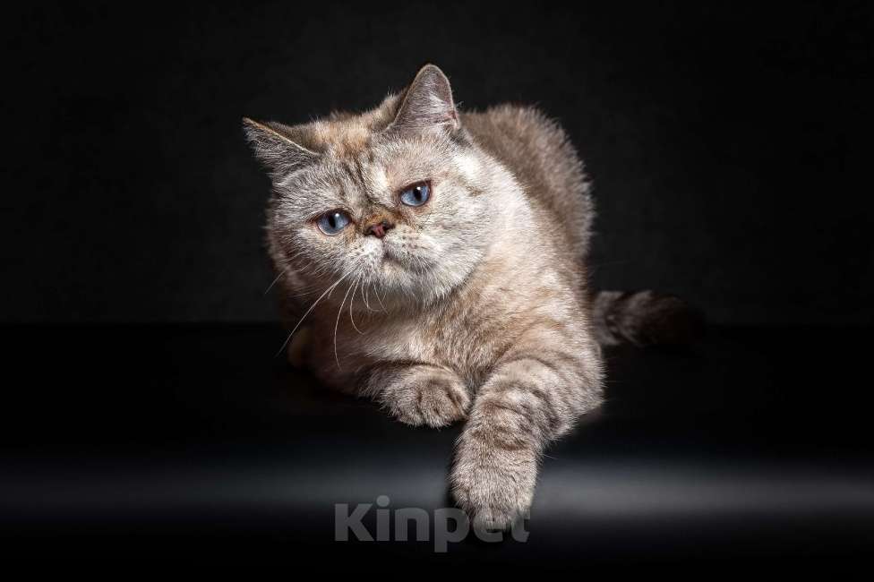 Кошки в Тюмени: Экзотические короткошерстные котята Экзоты Девочка, Бесплатно - фото 1