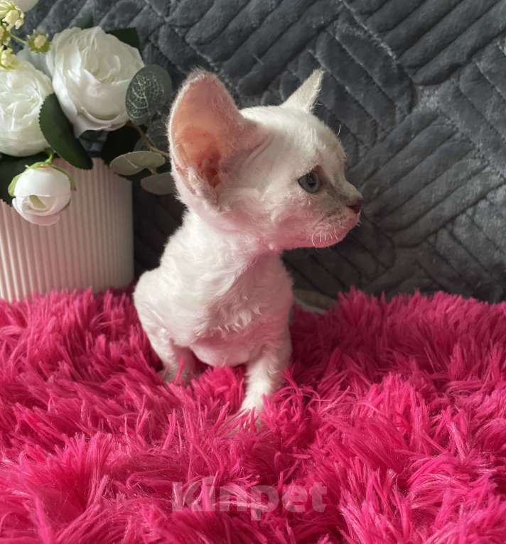 Кошки в Москве: Котенок Девон Рекс мальчик с голубыми глазами Мальчик, 60 000 руб. - фото 2