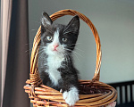 Кошки в Москве: Котенок в добрые руки Мальчик, Бесплатно - фото 1