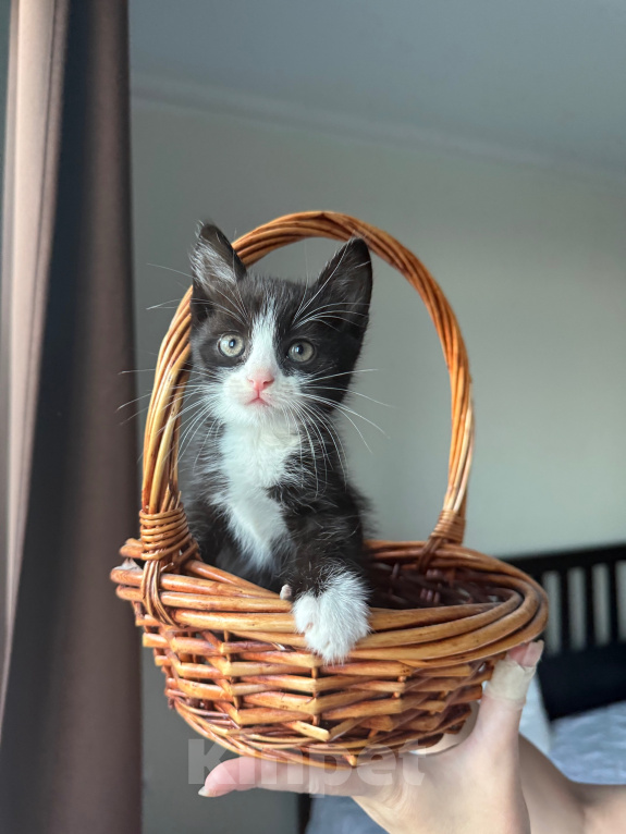 Кошки в Москве: Котенок в добрые руки Мальчик, Бесплатно - фото 1