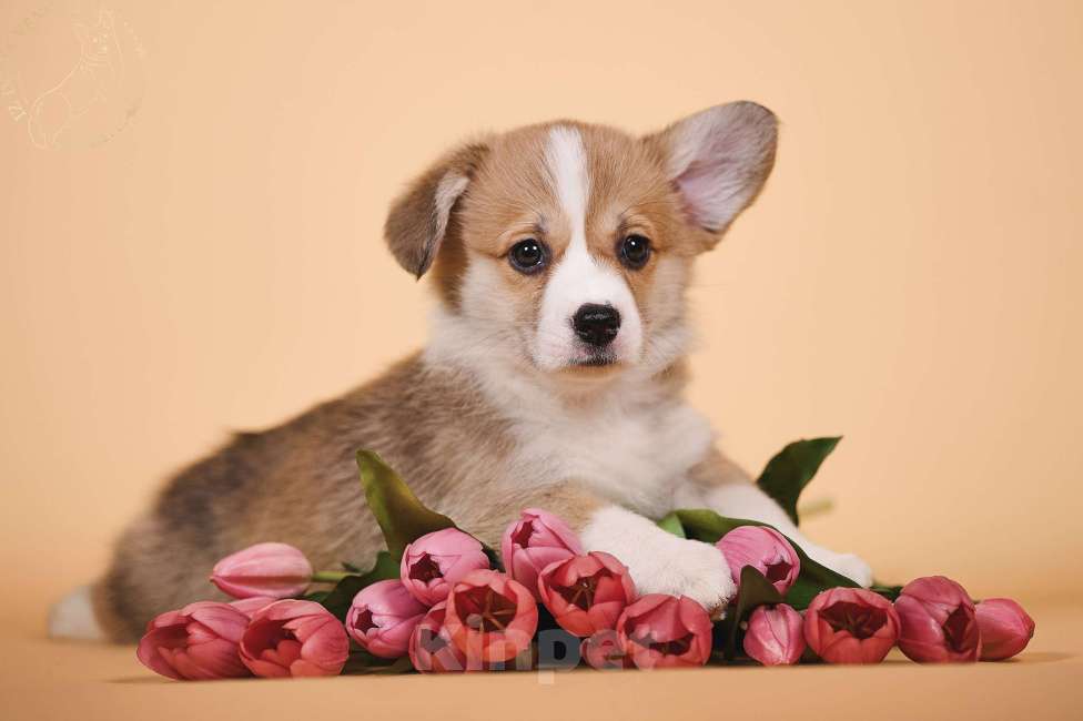 Собаки в других городах Московской области: Щенки вельш корги пемброк Девочка, 90 000 руб. - фото 6