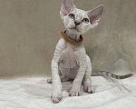 Кошки в Ростове-на-Дону: Котенок Девон рекс мальчик с голубыми глазами Мальчик, 50 000 руб. - фото 4