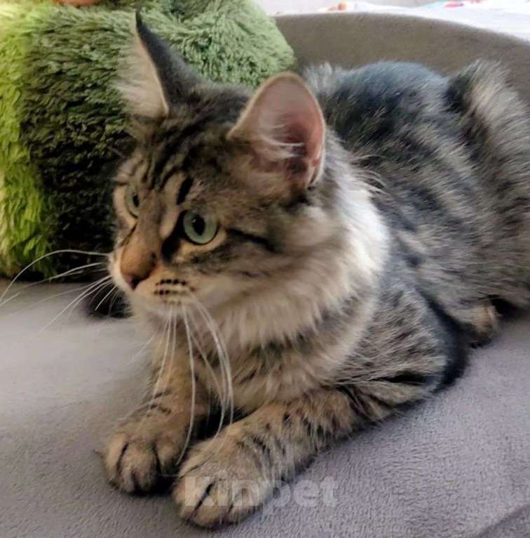 Кошки в Москве: Кейси вернули Девочка, Бесплатно - фото 5