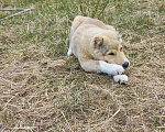 Собаки в Смоленске: Щенки САО (алабай) Девочка, 30 000 руб. - фото 5