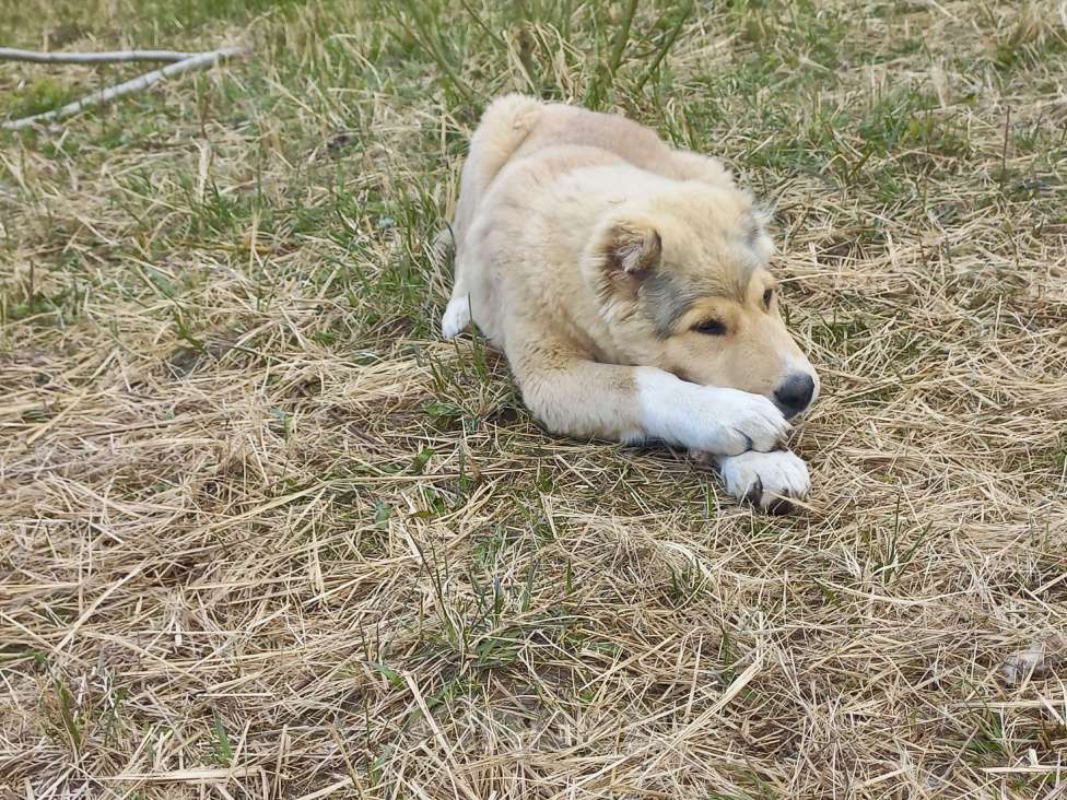 Собаки в Смоленске: Щенки САО (алабай) Девочка, 30 000 руб. - фото 5