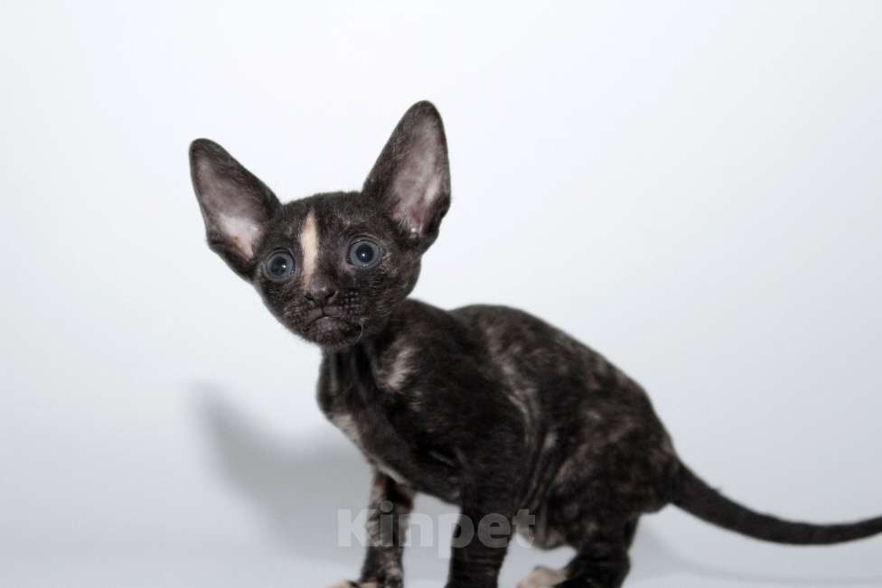 Кошки в Москве: малыши к резервированию. питомник Корнелита Девочка, 70 000 руб. - фото 3