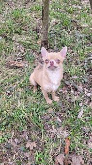 Девочка Чихуахуа лиловая