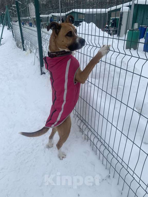 Собаки в Москве: Веселый молодой и послушный Стаффорд  Мальчик, Бесплатно - фото 10