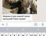 Собаки в Иркутске: Кобель мини йорк для вязки Мальчик, 2 000 руб. - фото 4