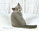 Кошки в Санкт-Петербурге: Британские голубые котята Девочка, 35 000 руб. - фото 2